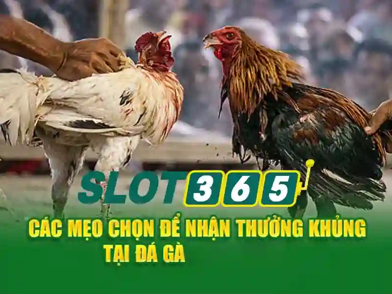 Slot365: Khám phá nền tảng trò chơi slot trực tuyến an toàn và thú vị