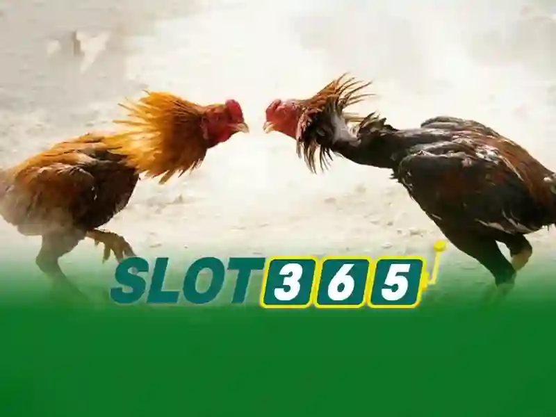 hướng dẫn Slot365 – Giới thiệu và định hướng