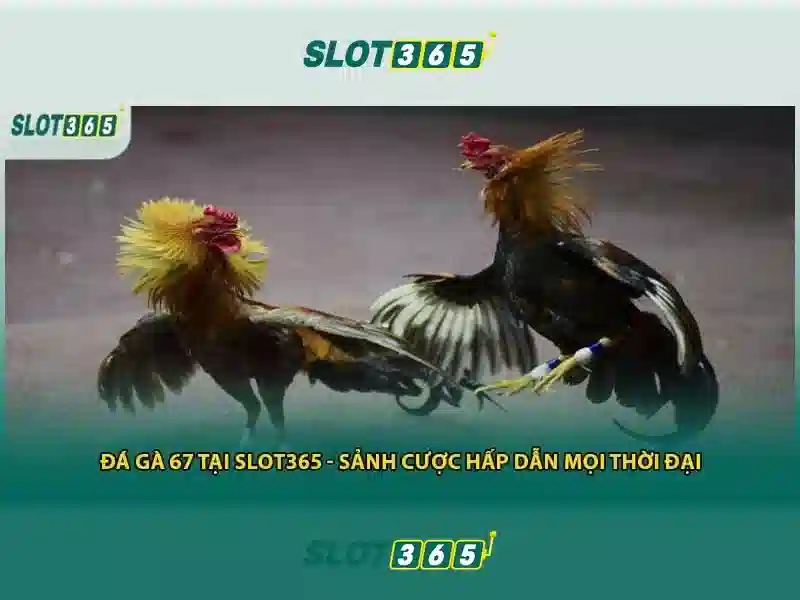 Sản phẩm và dịch vụ Slot365 rút tiền