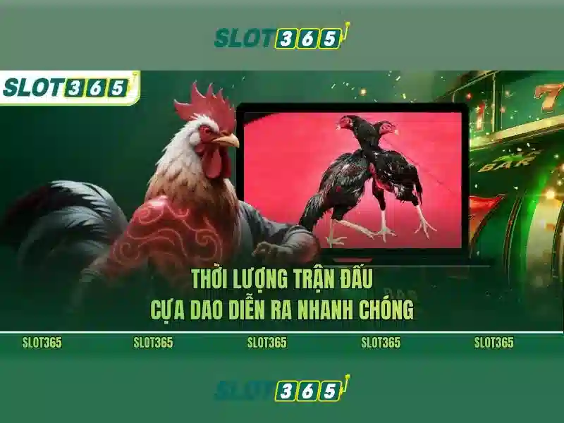Slot365: Nền tảng chơi slot trực tuyến uy tín và giải trí